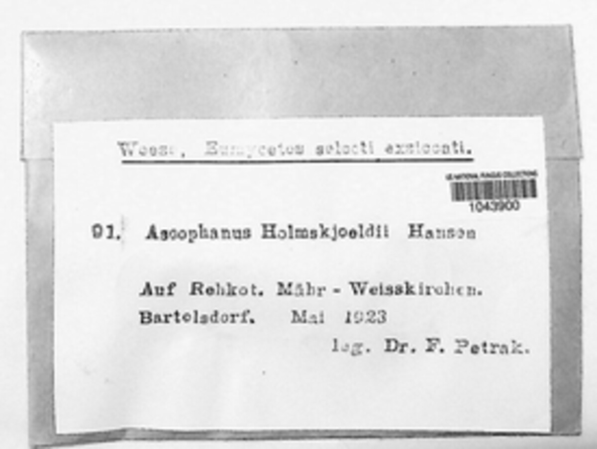Ascophanus holmskjoldii image